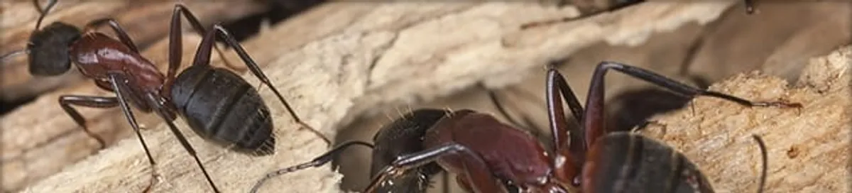 Close-up of ants on wood showing an active ant infestation in Tacoma, WA