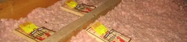 Mouse traps placed in an attic for rodent control in Tacoma, WA