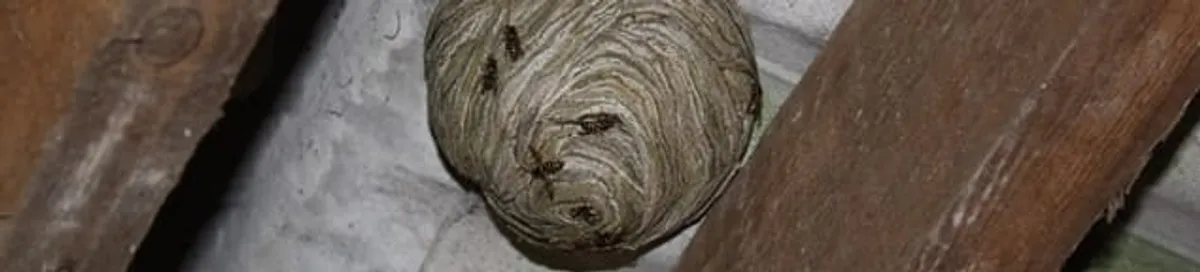 Wasp nest in an attic space, a common home infestation risk in Tacoma, WA