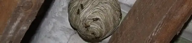 Wasp nest in an attic space, a common home infestation risk in Tacoma, WA