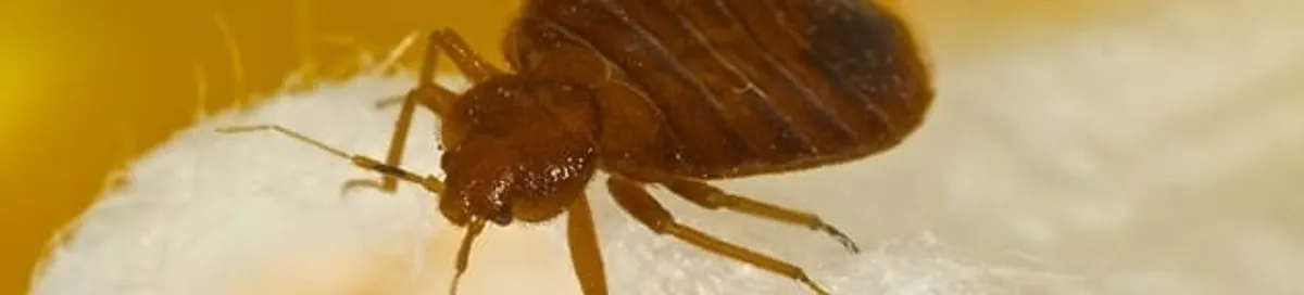 Close-up of a bed bug, a sign of an active infestation in Tacoma, WA