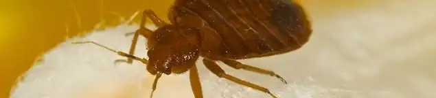 Close-up of a bed bug, a sign of an active infestation in Tacoma, WA