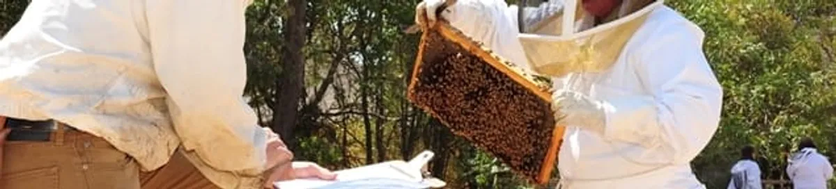 Bee removal specialists relocating a hive and honeycomb safely in Tacoma, WA