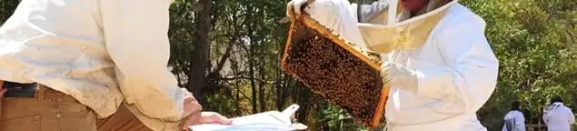 Bee removal specialists relocating a hive and honeycomb safely in Tacoma, WA