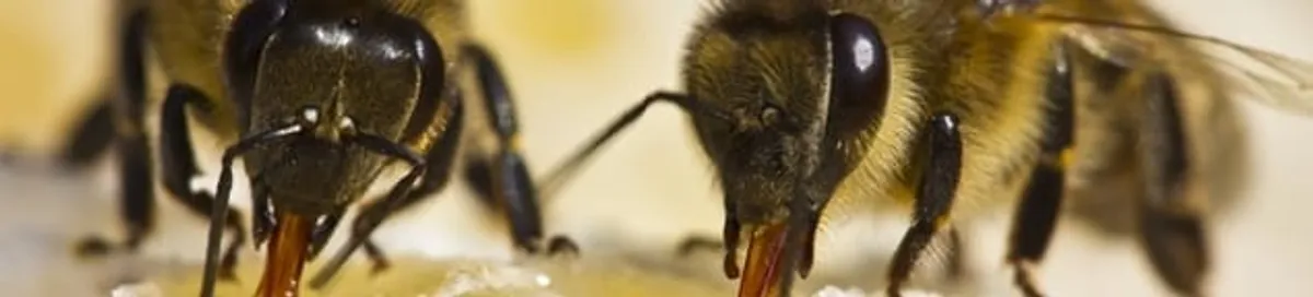 Close-up of honey bees, a sign of a nearby hive in Tacoma, WA