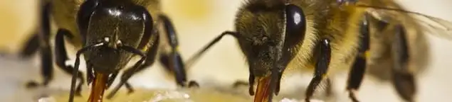 Close-up of honey bees, a sign of a nearby hive in Tacoma, WA