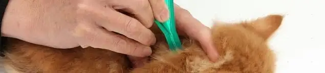 Flea treatment for pets using a flea comb, a sign of flea problems in Tacoma, WA