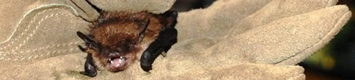 Bat removal specialist holding a bat safely during humane exclusion in Tacoma, WA