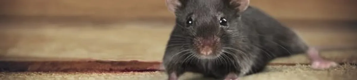 Mouse indoors, a common sign of a rodent infestation in Tacoma, WA