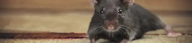 Mouse indoors, a common sign of a rodent infestation in Tacoma, WA