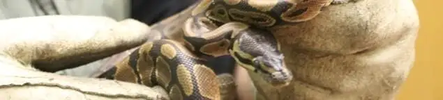 Snake removal specialist safely handling a snake with protective gloves in Tacoma, WA