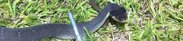 Snake in a yard, a common sign of a snake problem near a home in Tacoma, WA