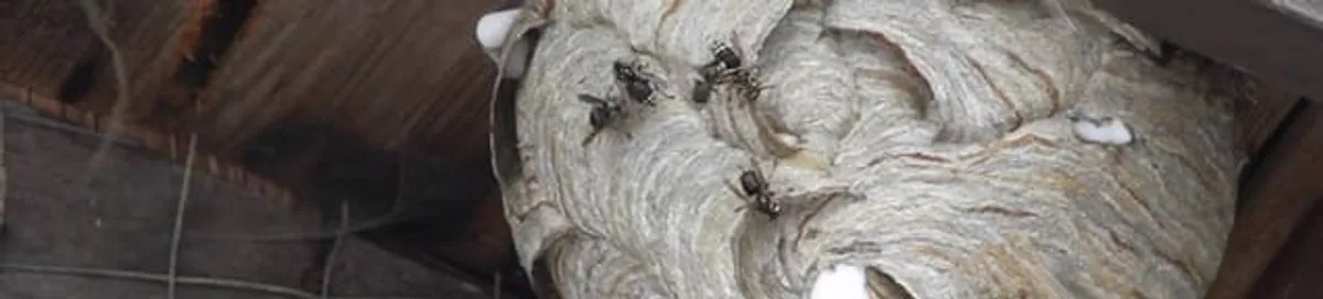 Close-up of a wasp nest with active wasps, a sign of an infestation in Tacoma, WA