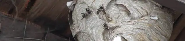 Close-up of a wasp nest with active wasps, a sign of an infestation in Tacoma, WA